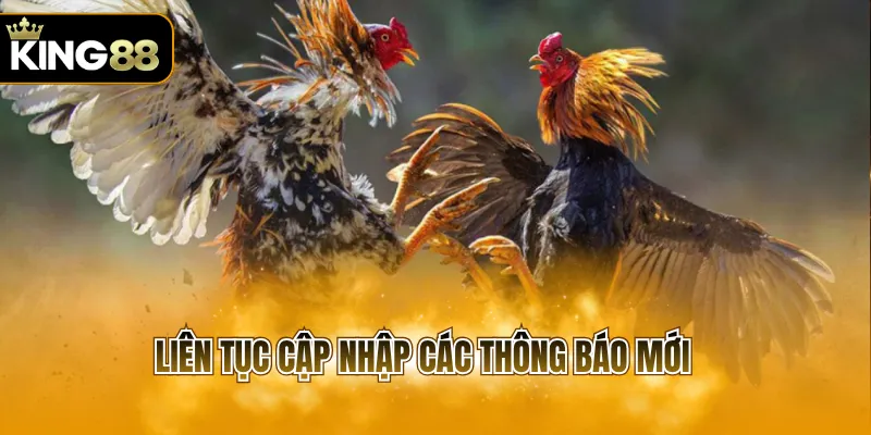 Liên tục cập nhập các thông báo mới