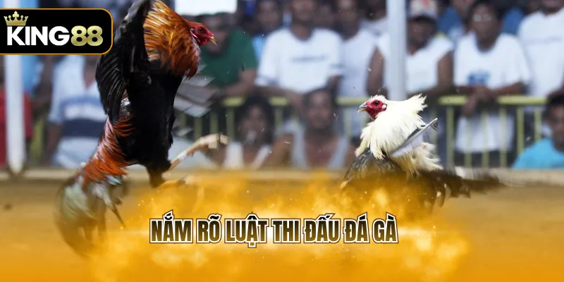 Nắm rõ luật thi đấu đá gà