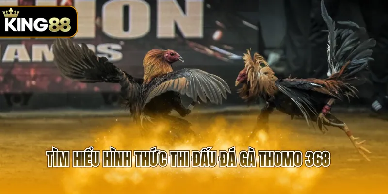 Tìm hiểu hình thức thi đấu đá gà thomo 368