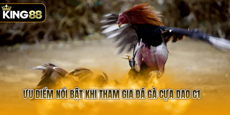 Ưu điểm nổi bật khi tham gia đá gà cựa dao c1